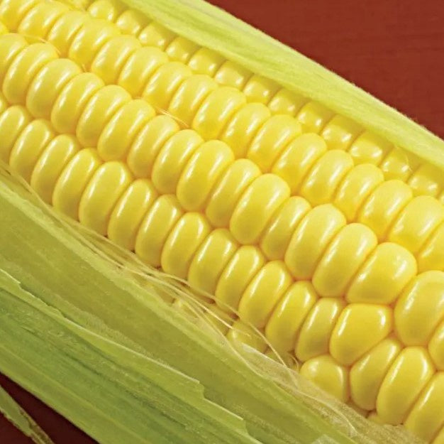 Sweet Corn Bodacious (Yellow) Agcare Products
