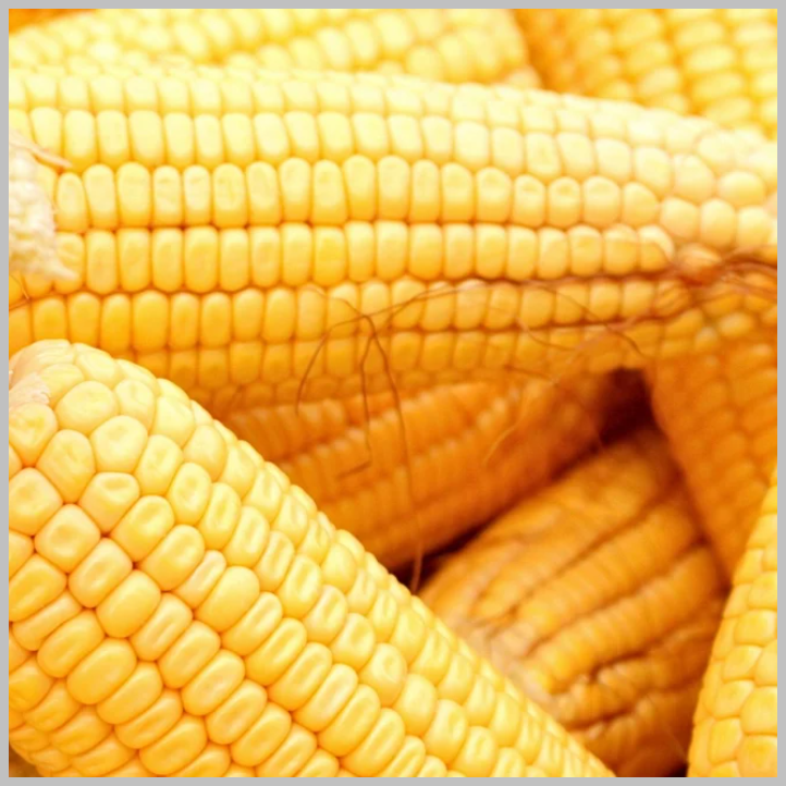 Sold by the Pound Hickory King Yellow Corn Seed – Agcare