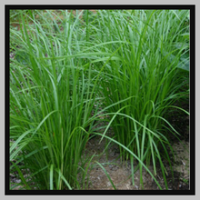 Load image into Gallery viewer, Chufa Seed 50# bag