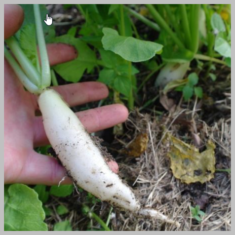 Tillage Radish Ecotill / Daikon 50#