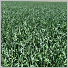 Load image into Gallery viewer, Sold by the Pound Wheat UT Winter Cover Crop Forage Seed