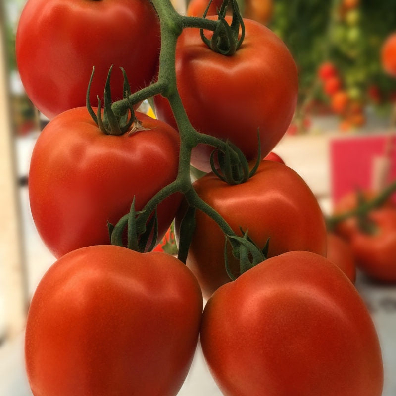Villa Tomato Seed Sold by the M SO Special Order by Request