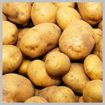 Potato Seed Kennebec 50 pound bag Seasonal SO