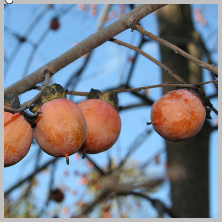 Persimmon Flavor 2X Dry Attractant and Taste Supplement 1 pound