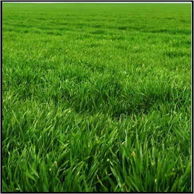 Rye Seed bag Untreated 50# Rye Berries or Rye Grain