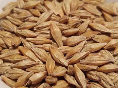 Barley Seed 48 lbs