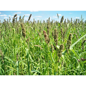 herbicide for brown top millet Browntop Millet 50# bag