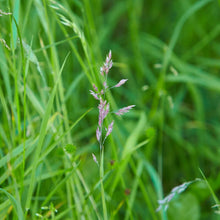 Load image into Gallery viewer, Endophyte Free Fescue  Fawn, Cajun or K-32 50# bag