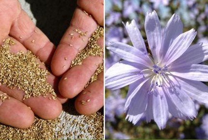 planting chicory seeds Chicory Seed Sold by the pound