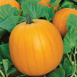 Jack O' Lantern Pumpkin 1 pound Special Order by Request