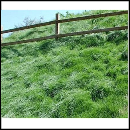 No Mow Hillside Mix 50# bag – Agcare Products