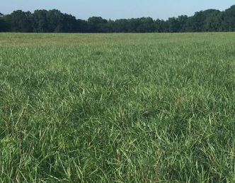 Martin ll Novel Endophyte Fescue 50# SO Special Order by Request