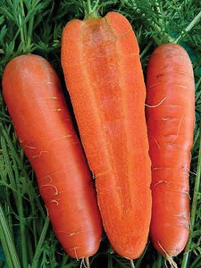 Carrot Danvers Half Long oz.