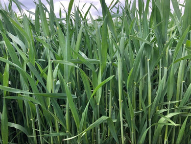 Wheat UT Winter Cover Crop Forage