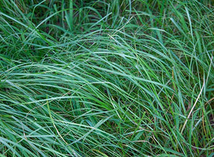 Teff Grass Summer Annual 50 lb