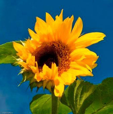 Sunflower Peredovic 50#