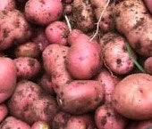 Potato Seed Red LaSoda Seasonal SO