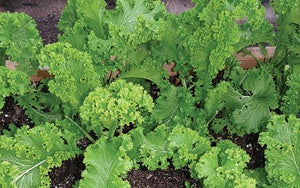 Southern Giant Curled Mustard Sold by Ounce