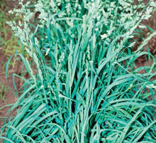 Load image into Gallery viewer, Inavale Orchardgrass uncoated 50# bag