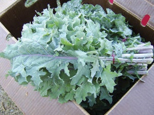 Siberian Kale Sold by the Ounce