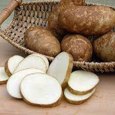 Potato Seed Kennebec