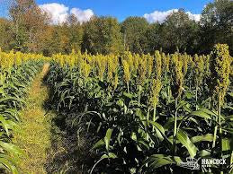 Sorghum Seed for Forage & Seed