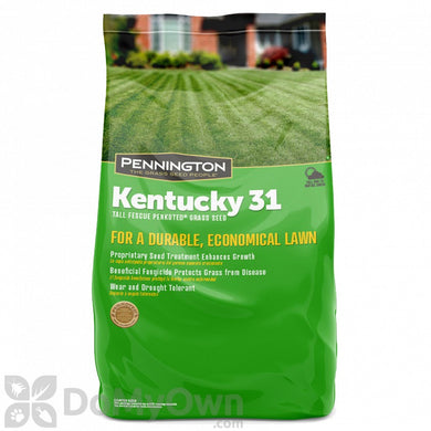 KY-31 50# Fescue CTD Seed