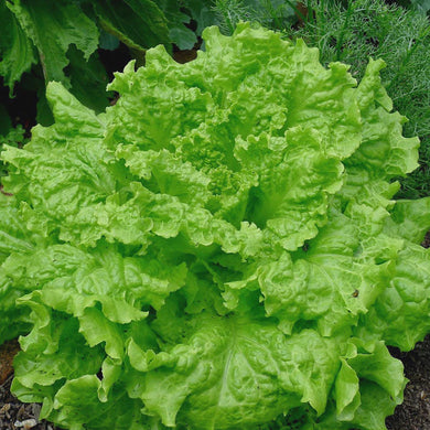 Black Seeded Simpson Lettuce Sold by the Ounce